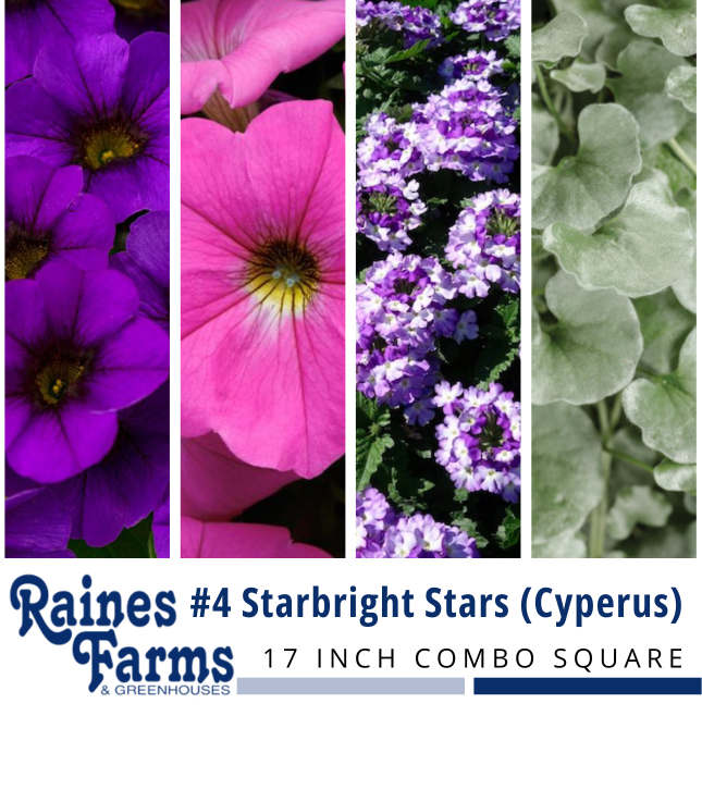 #4: Starbright Stars (Cyperus) 17 Inch Combo Square